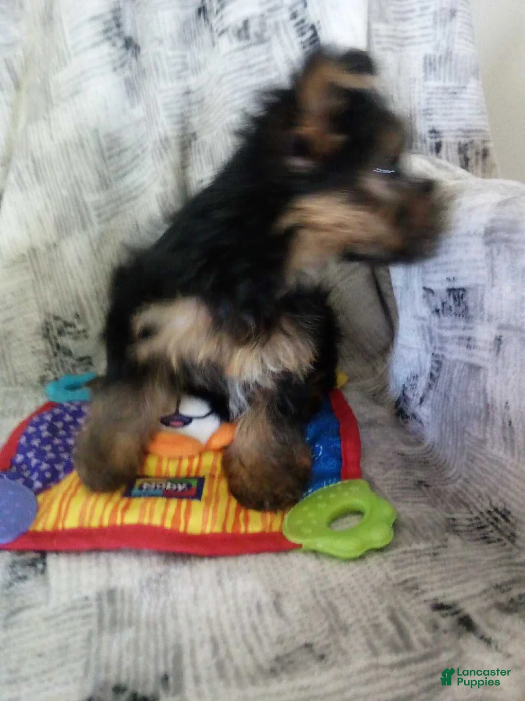 Yorkshire Terrier dogs for sale: Justin - Ad 2