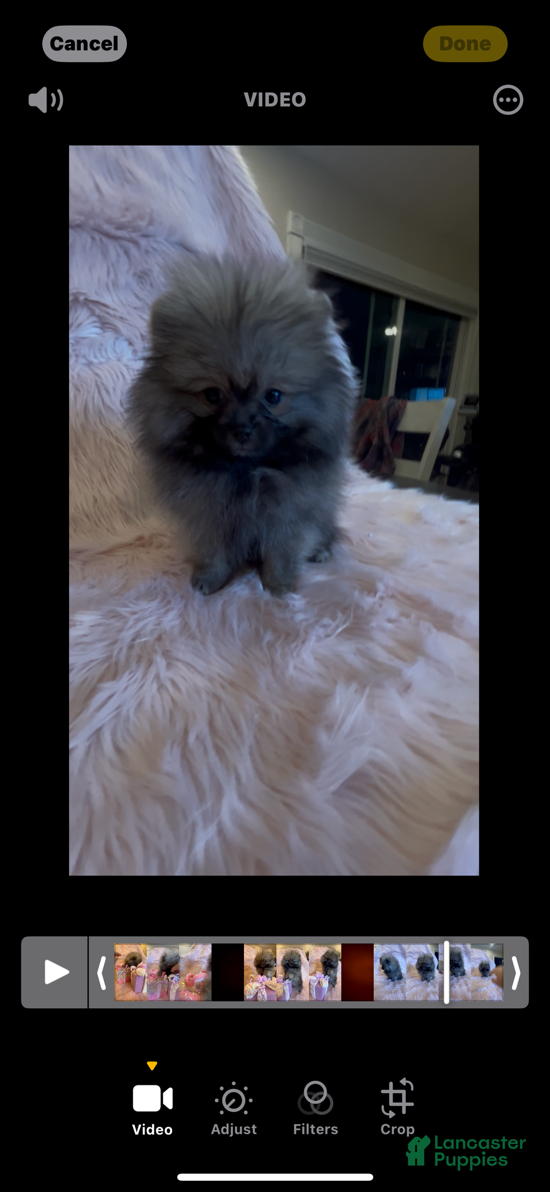 Pomeranian dogs for sale: Penny AKC Registered FULL RIGHTS - Ad 11
