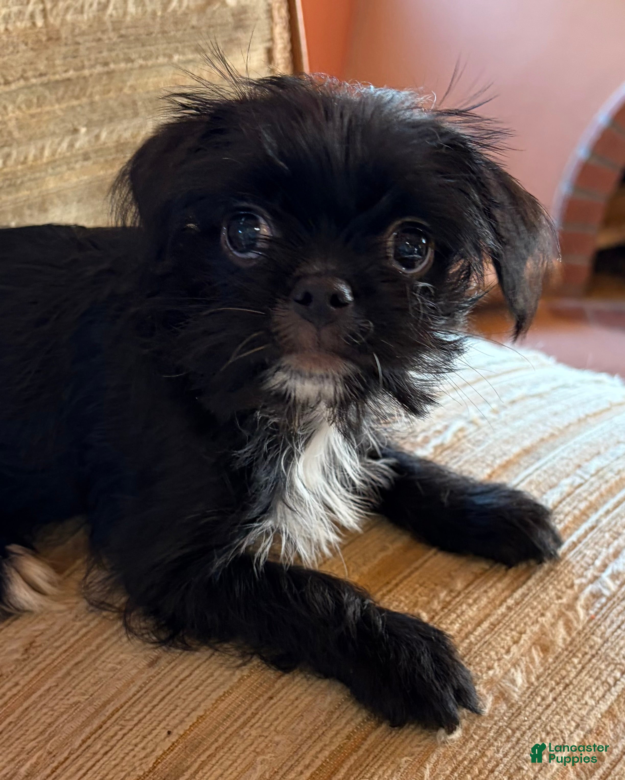 Mixed Breed dogs Mixed Breed 2 - Ad 1