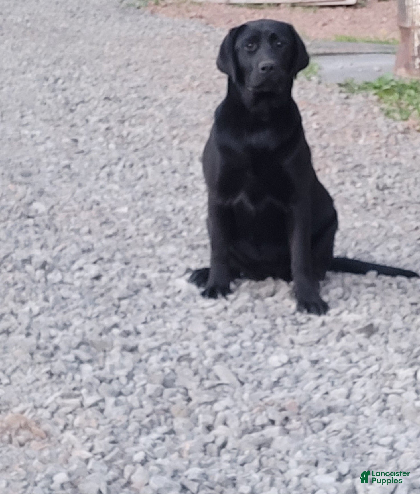 Labrador Retriever dogs Midnight - Ad 1