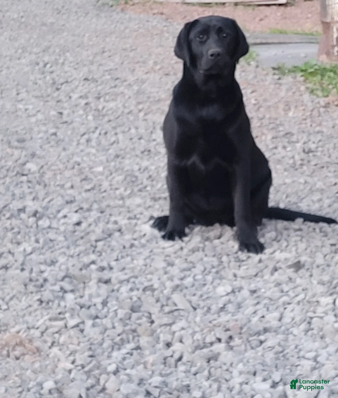 Labrador Retriever dogs for sale: Midnight - Ad 1