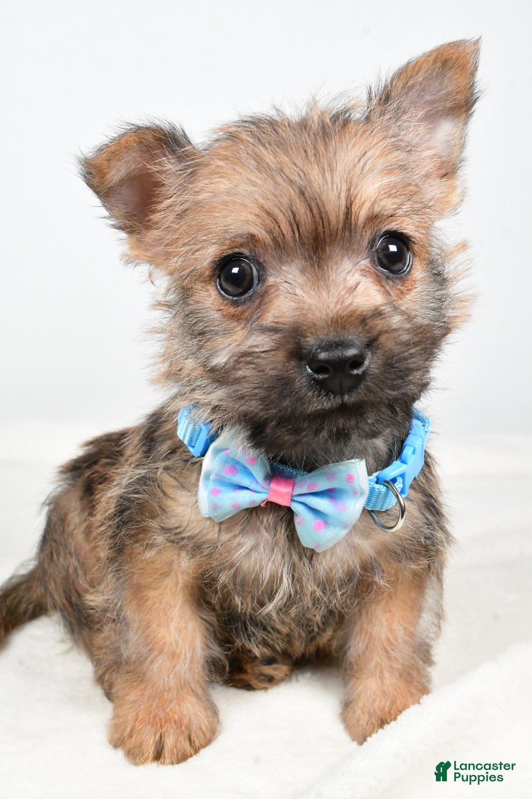 Cairn Terrier dogs for sale: Theodore - Ad 6