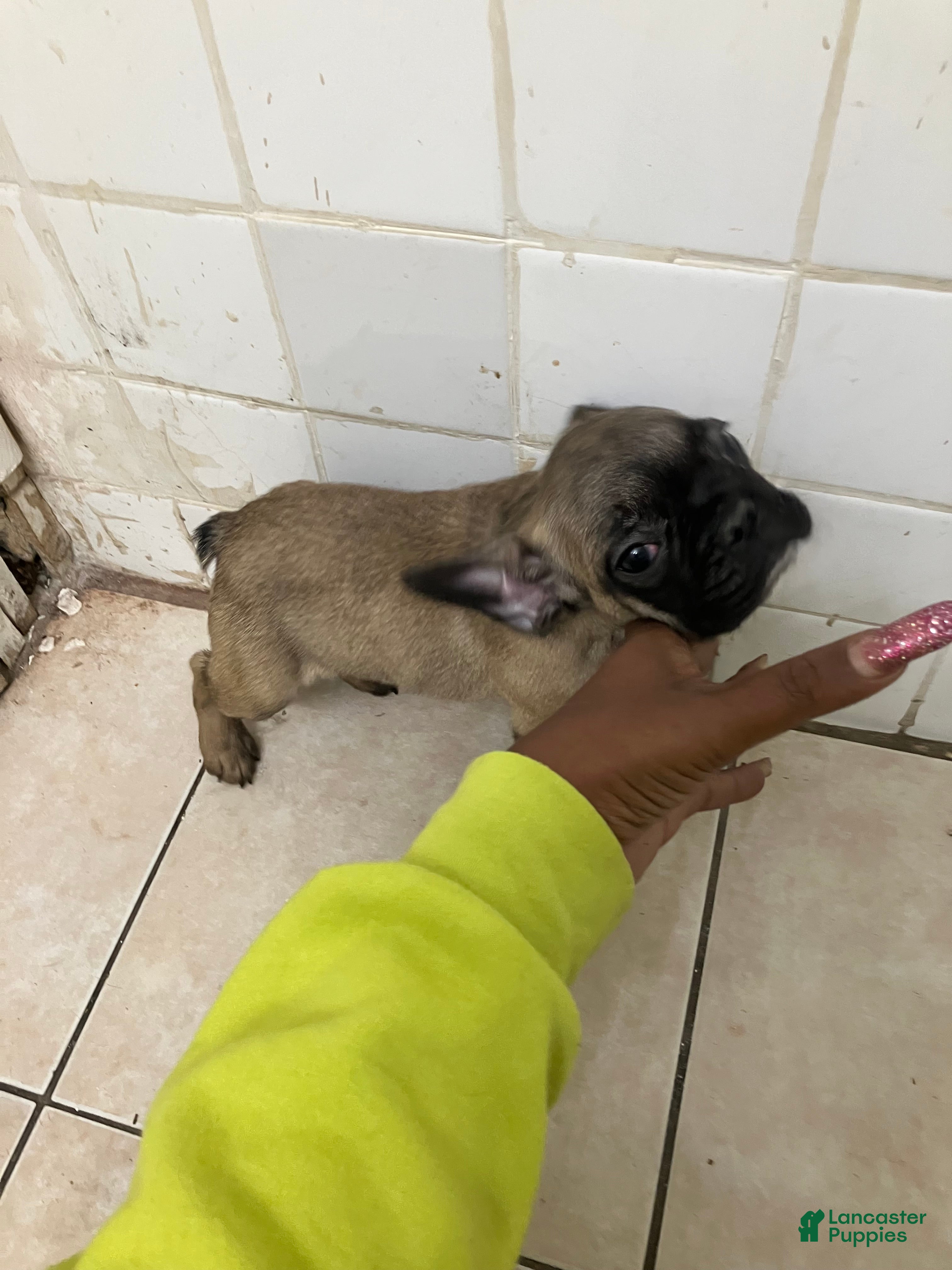 French Bulldog dogs for sale: French Bulldog 1 - Ad 1