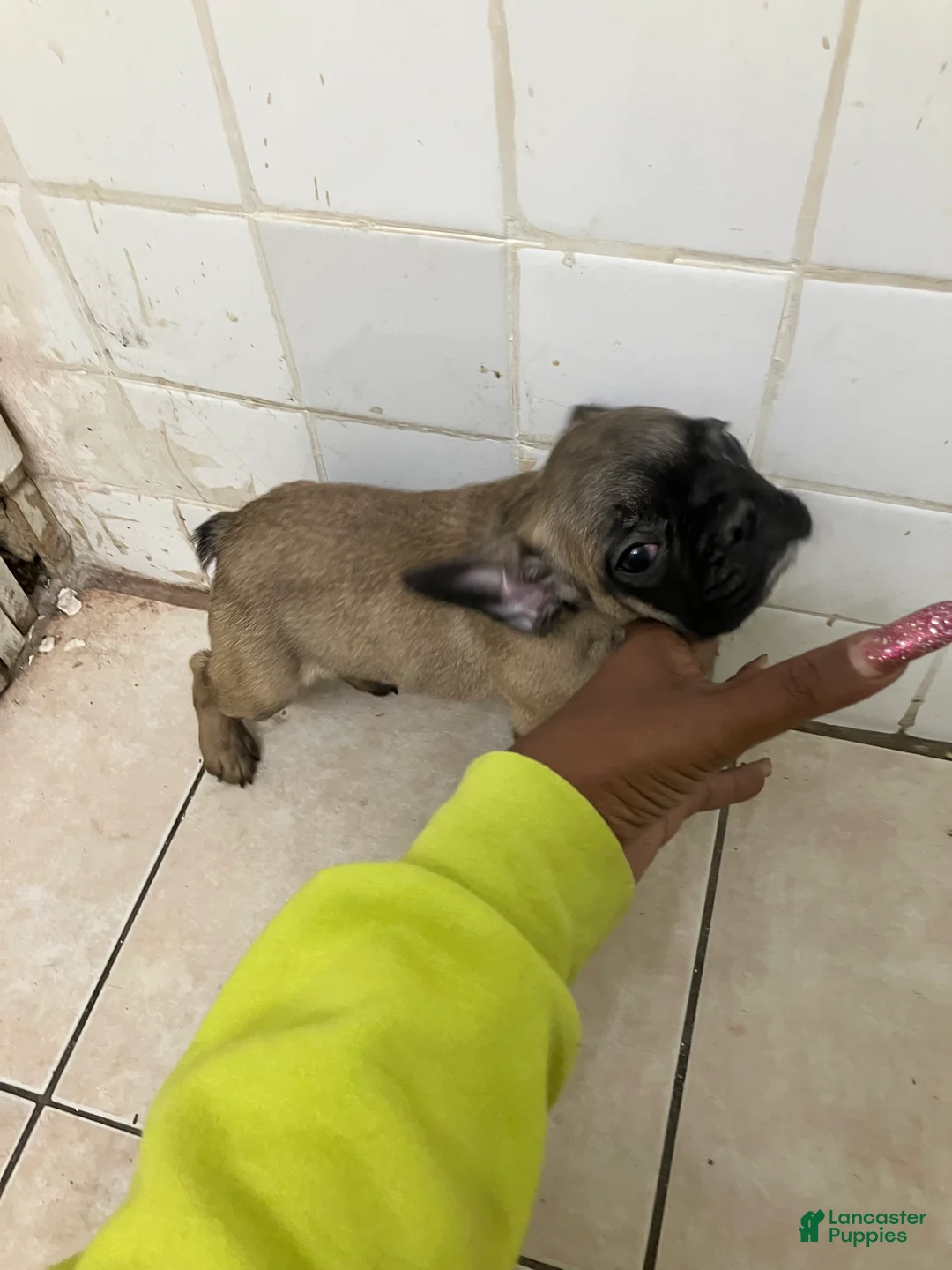 French Bulldog dogs for sale: French Bulldog 1 - Ad 1