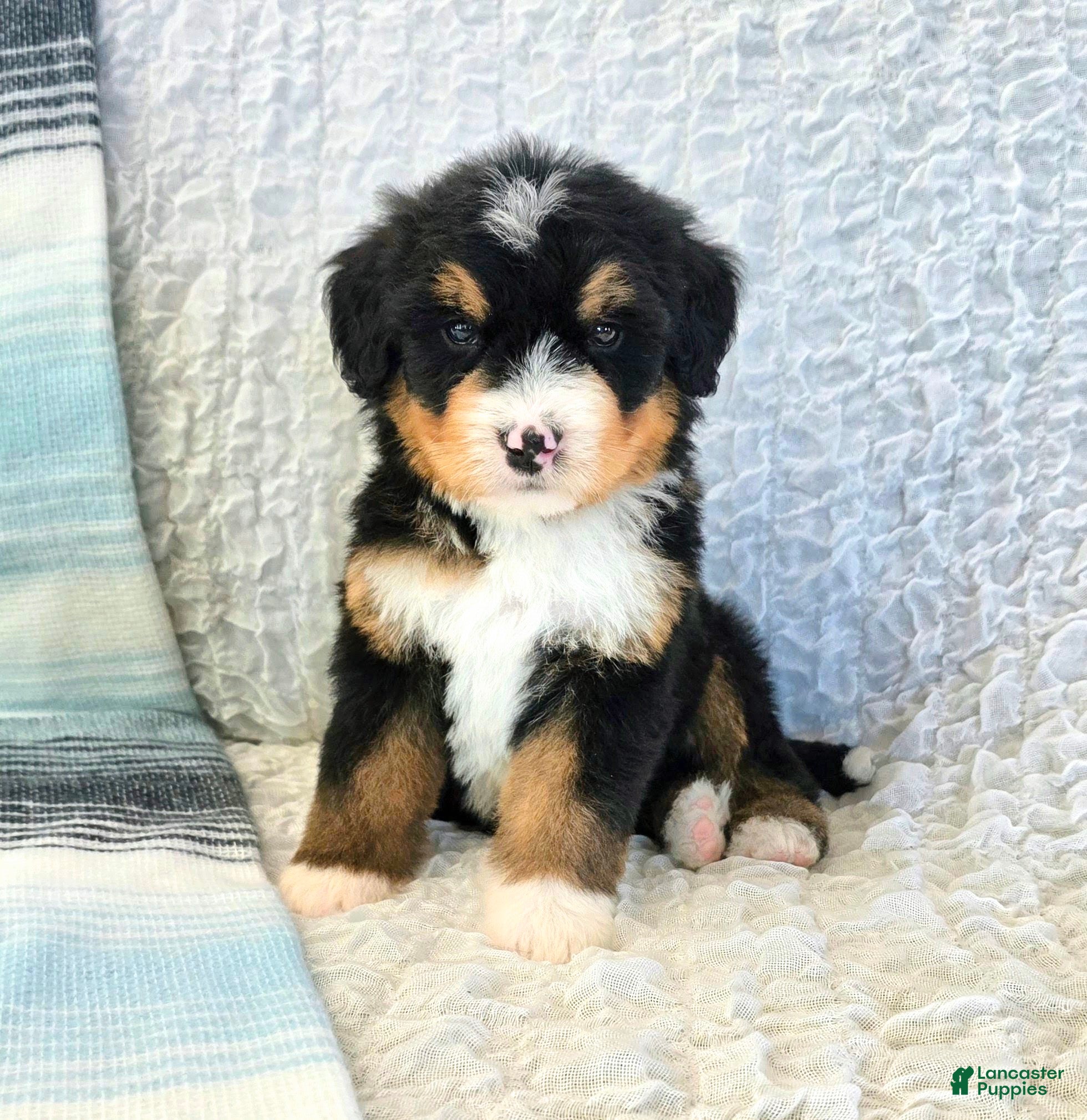 Bernedoodle dogs Pluto  - Ad 1