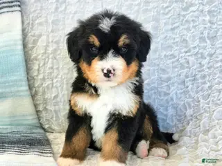 Bernedoodle dogs Pluto - Ad 24