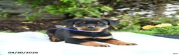 Rottweiler dogs for sale: Vance - Ad 3