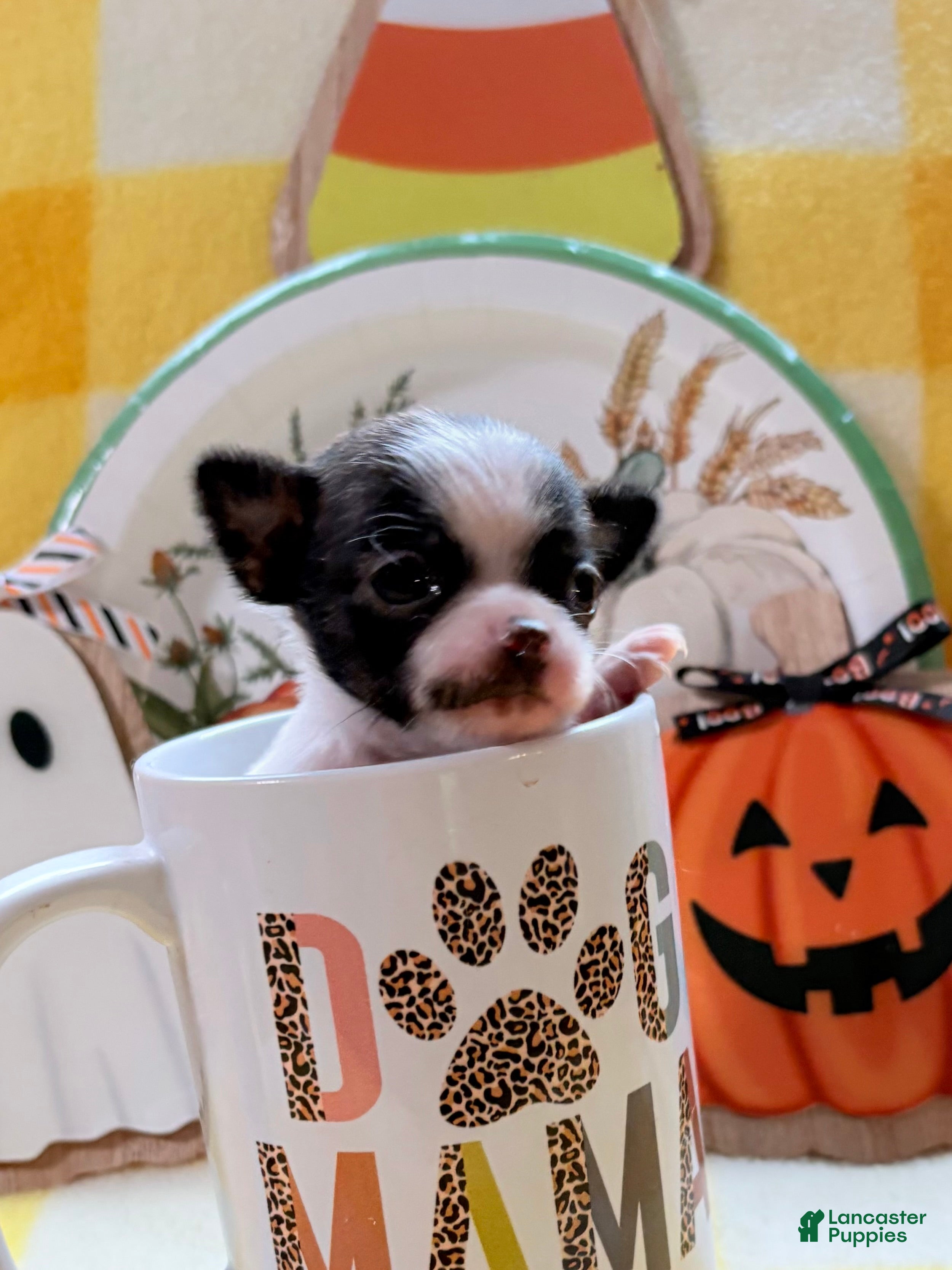 Chihuahua dogs Chihuahua 1 - Ad 1
