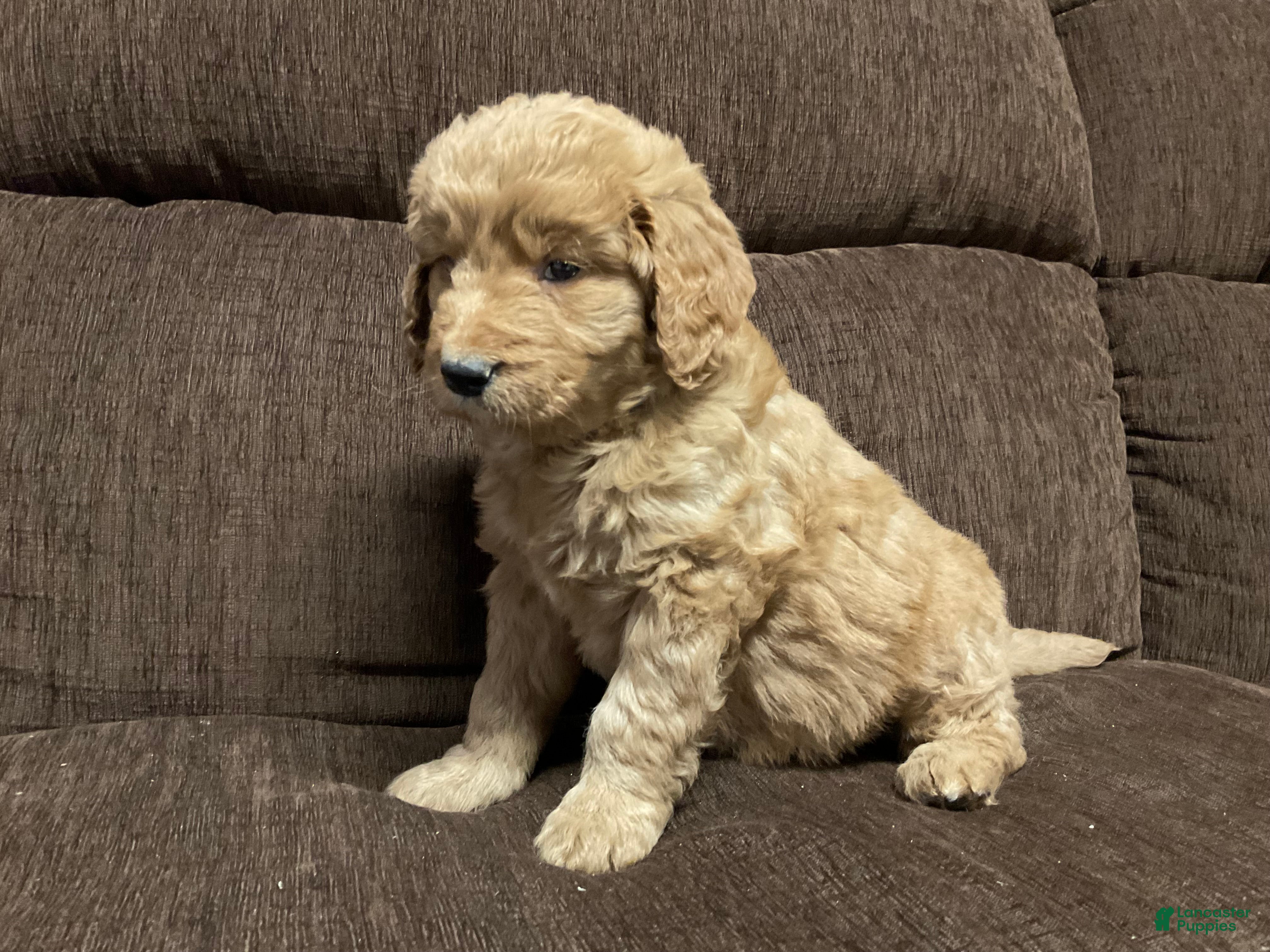 Goldendoodle dogs Cooper - Ad 38