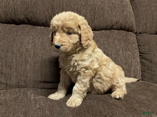 Goldendoodle dogs Cooper - Ad 38