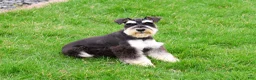 Miniature Schnauzer dogs for sale: Jasper  - Ad 4