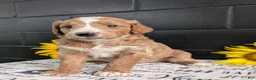 Goldendoodle dogs for sale: Lola - Ad 3