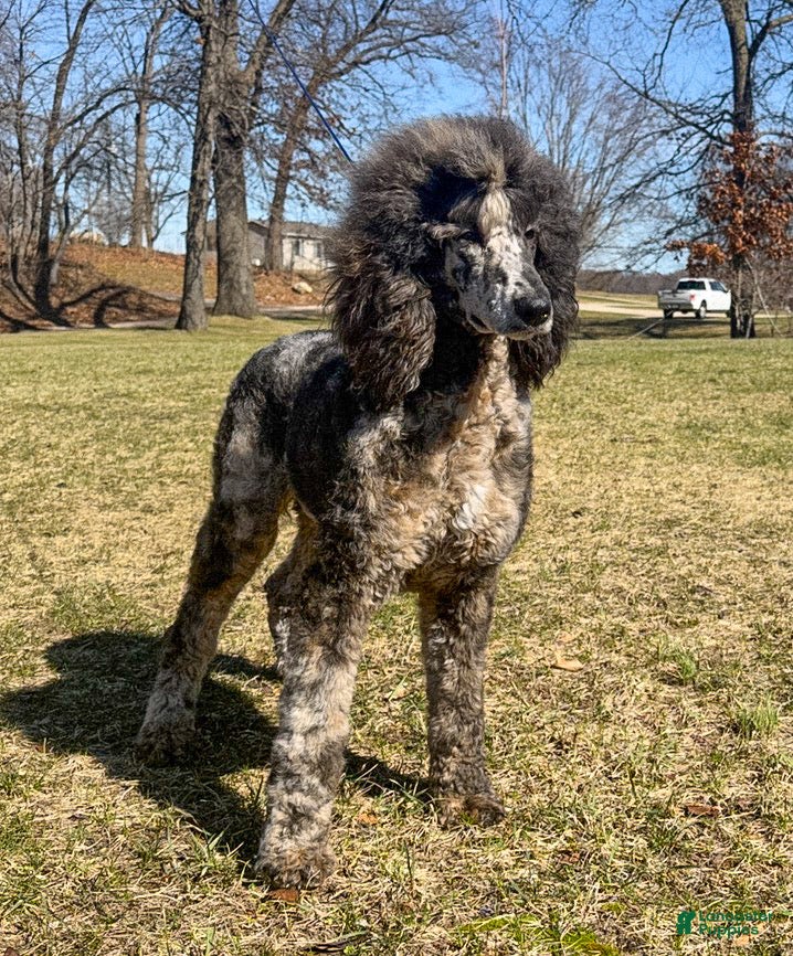Standard Poodle dogs Ruger AKC - Ad 1