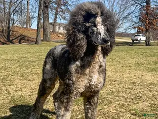 Standard Poodle dogs Ruger AKC - Ad 29
