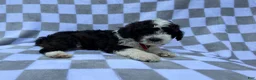 Cockapoo dogs for sale: Fritz - Ad 5