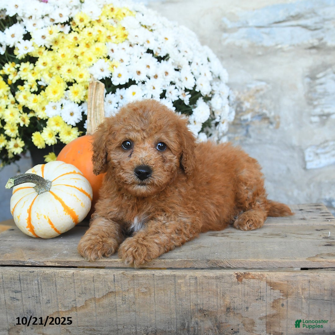 Miniature Poodle dogs for sale: Stetson - Ad 3