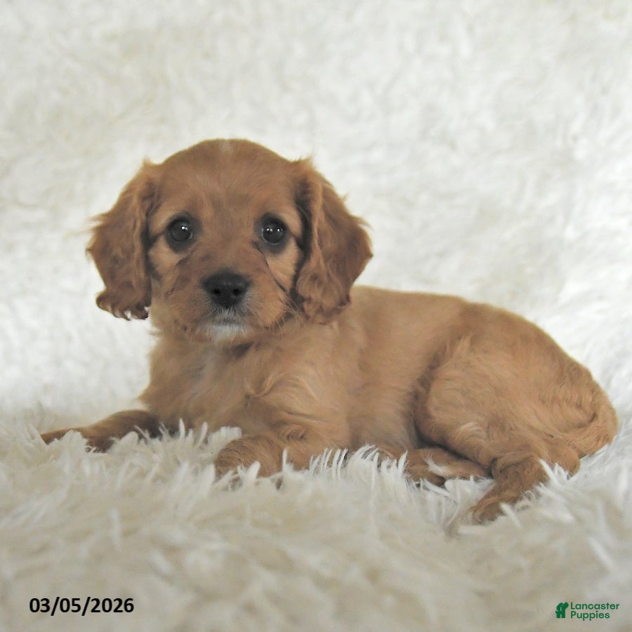 Cavapoo dogs Molly - Ad 2