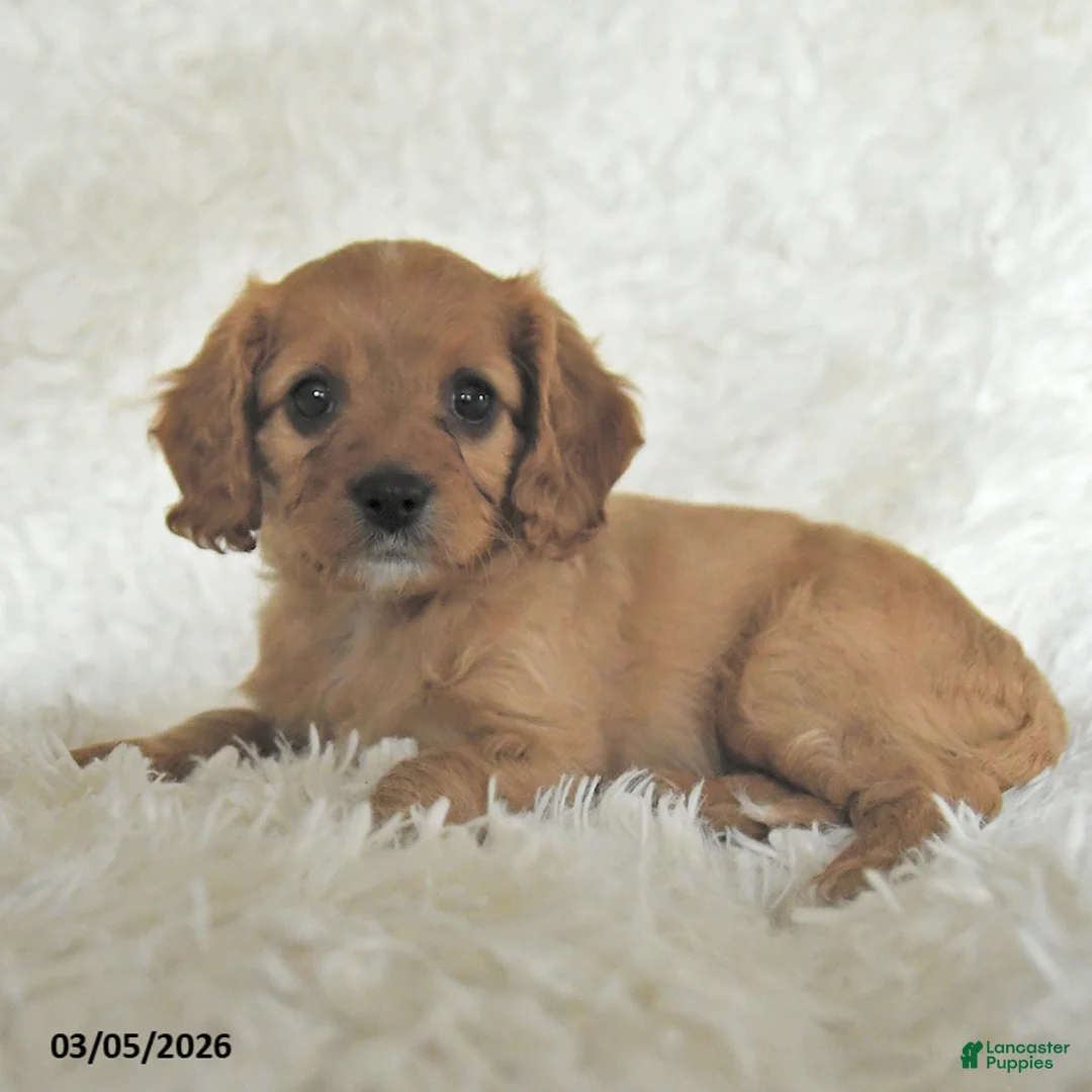 Cavapoo dogs for sale: Molly - Ad 2