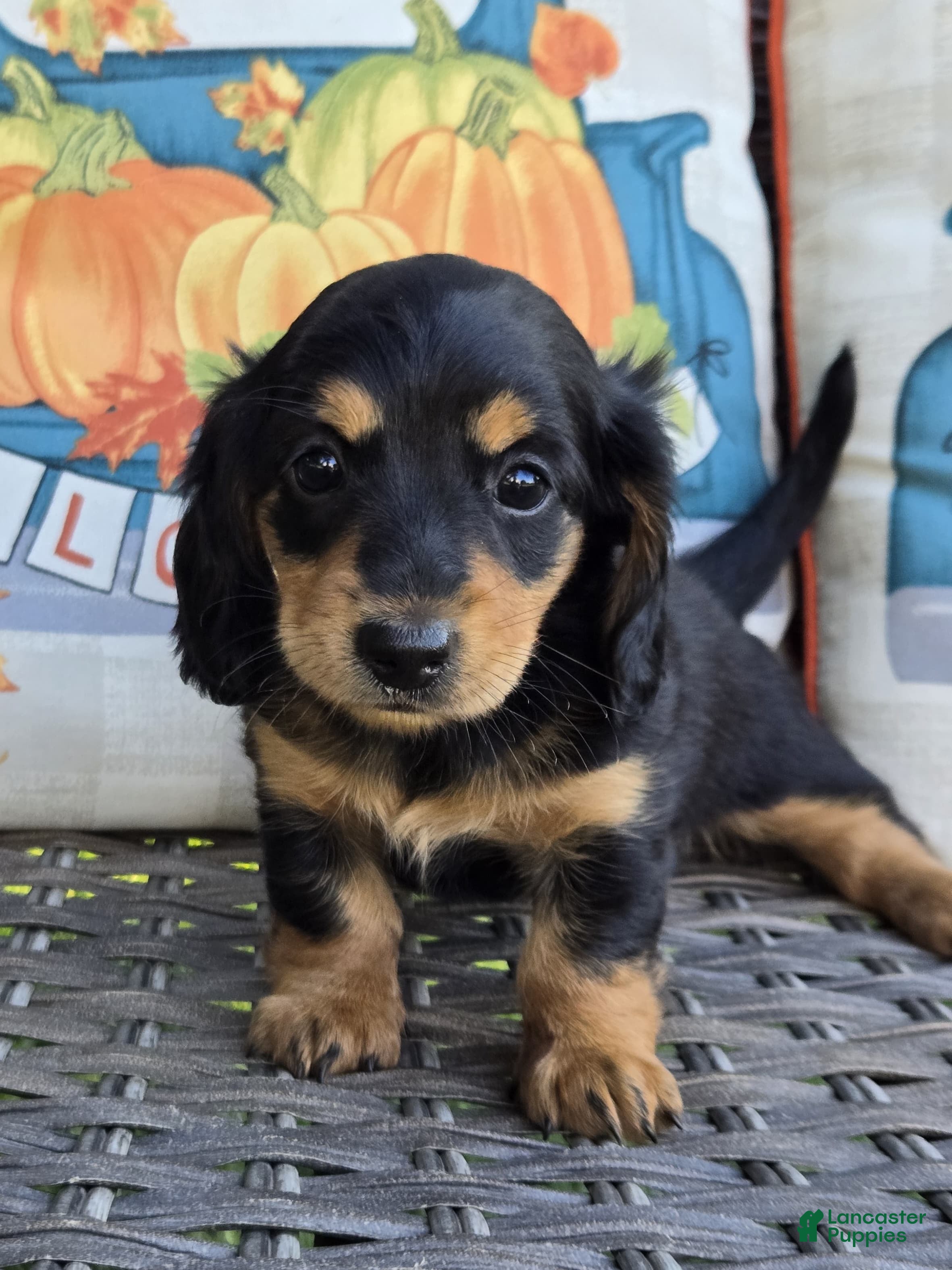 Miniature Dachshund dogs Harper  - Ad 2