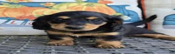 Miniature Dachshund dogs for sale: Harper  - Ad 2