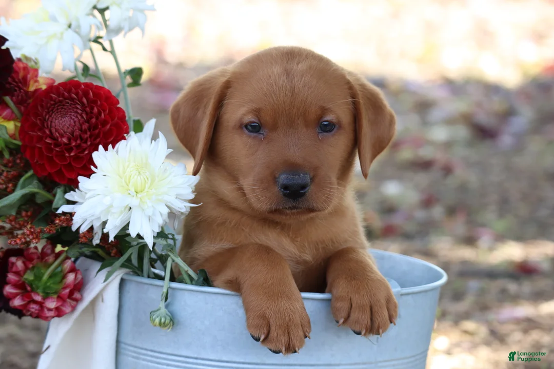 Labrador Retriever dogs for sale: Cinnamon - Ad 1