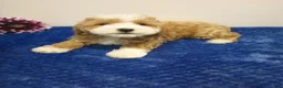 Toy Poodle dogs for sale: Donny - Ad 4