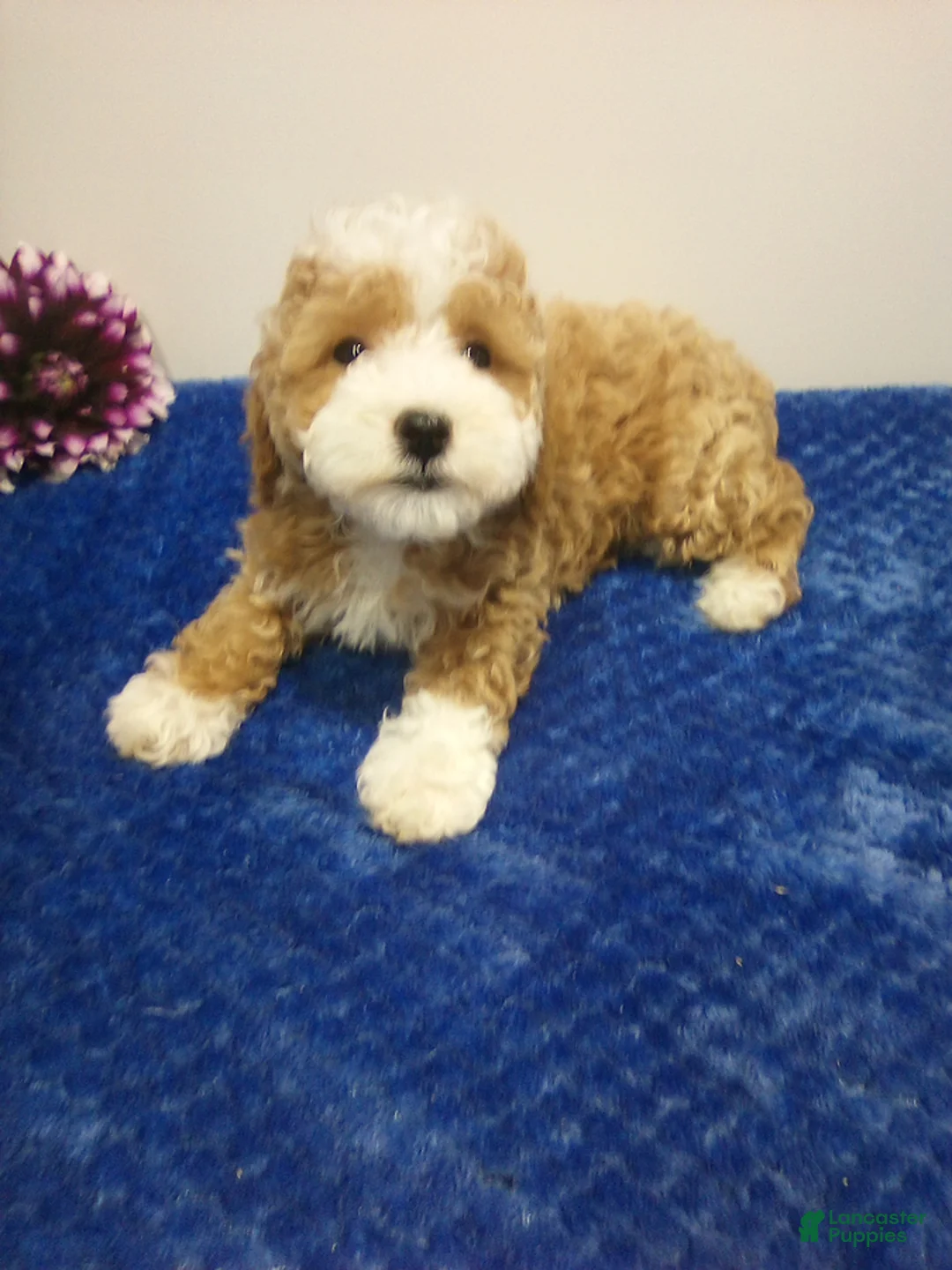Toy Poodle dogs for sale: Donny - Ad 4