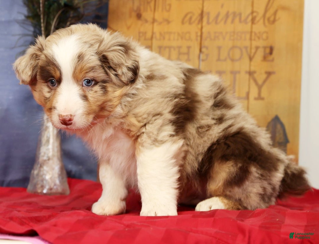 Miniature Australian Shepherd dogs for sale: Duke - Ad 9