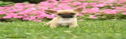 Chihuahua dogs for sale: Sir Peppito - Ad 3