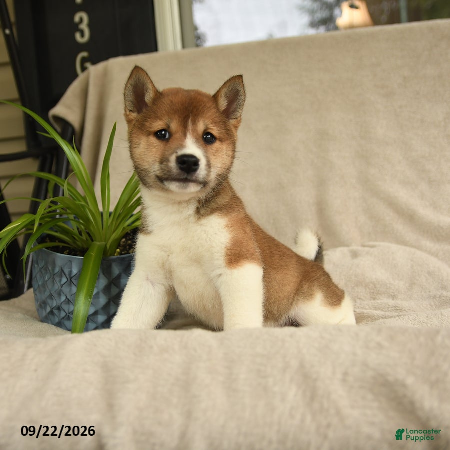 Shiba Inu dogs Ivanhoe - Ad 1