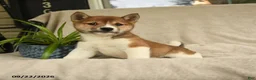 Shiba Inu dogs for sale: Ivanhoe - Ad 1