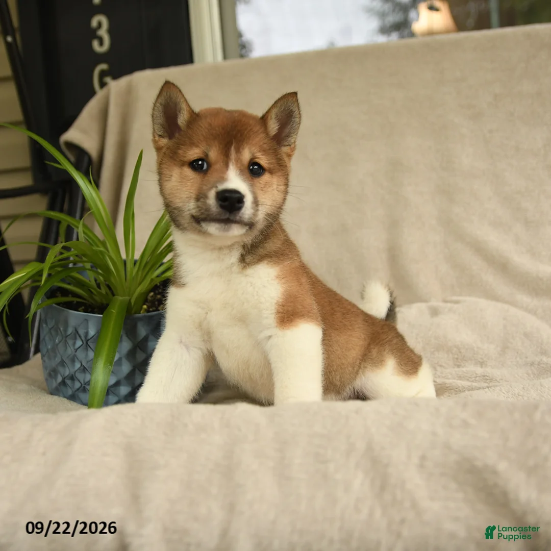 Shiba Inu dogs for sale: Ivanhoe - Ad 1