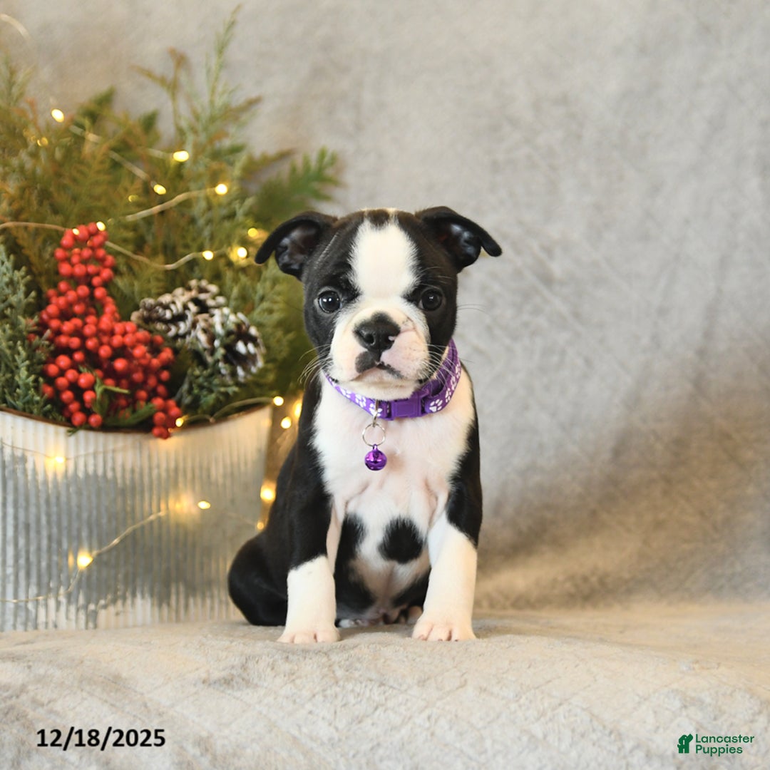 Boston Terrier dogs for sale: Sophie - Ad 2