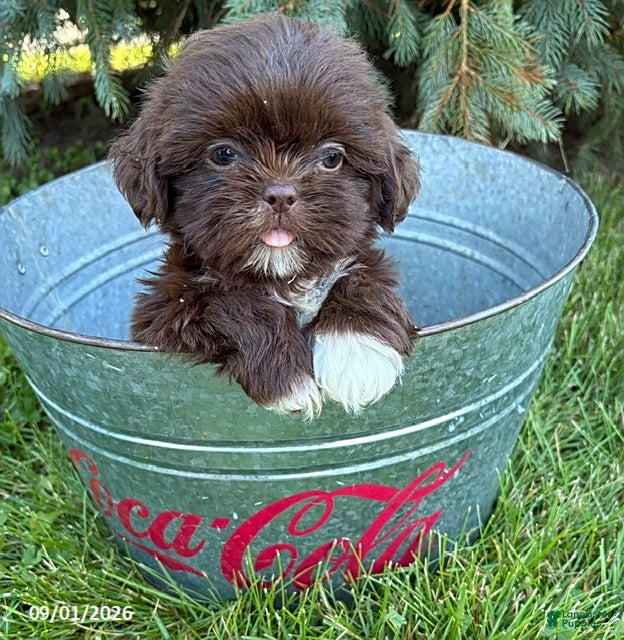 Shih Tzu dogs Lucy - Ad 1