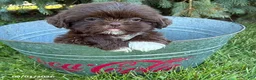 Shih Tzu dogs for sale: Lucy - Ad 1