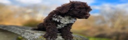 Portuguese Water Dog dogs for sale: Tori - Ad 6