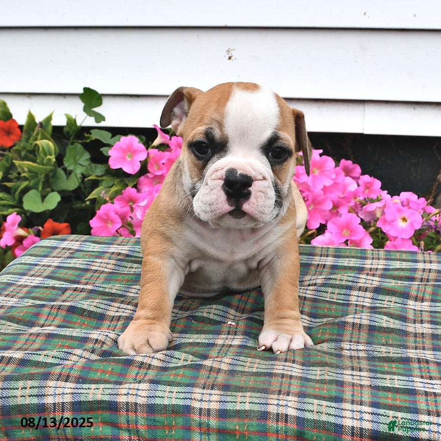 American Bulldog Poodle Mix American Bulldog Puppies For Sale