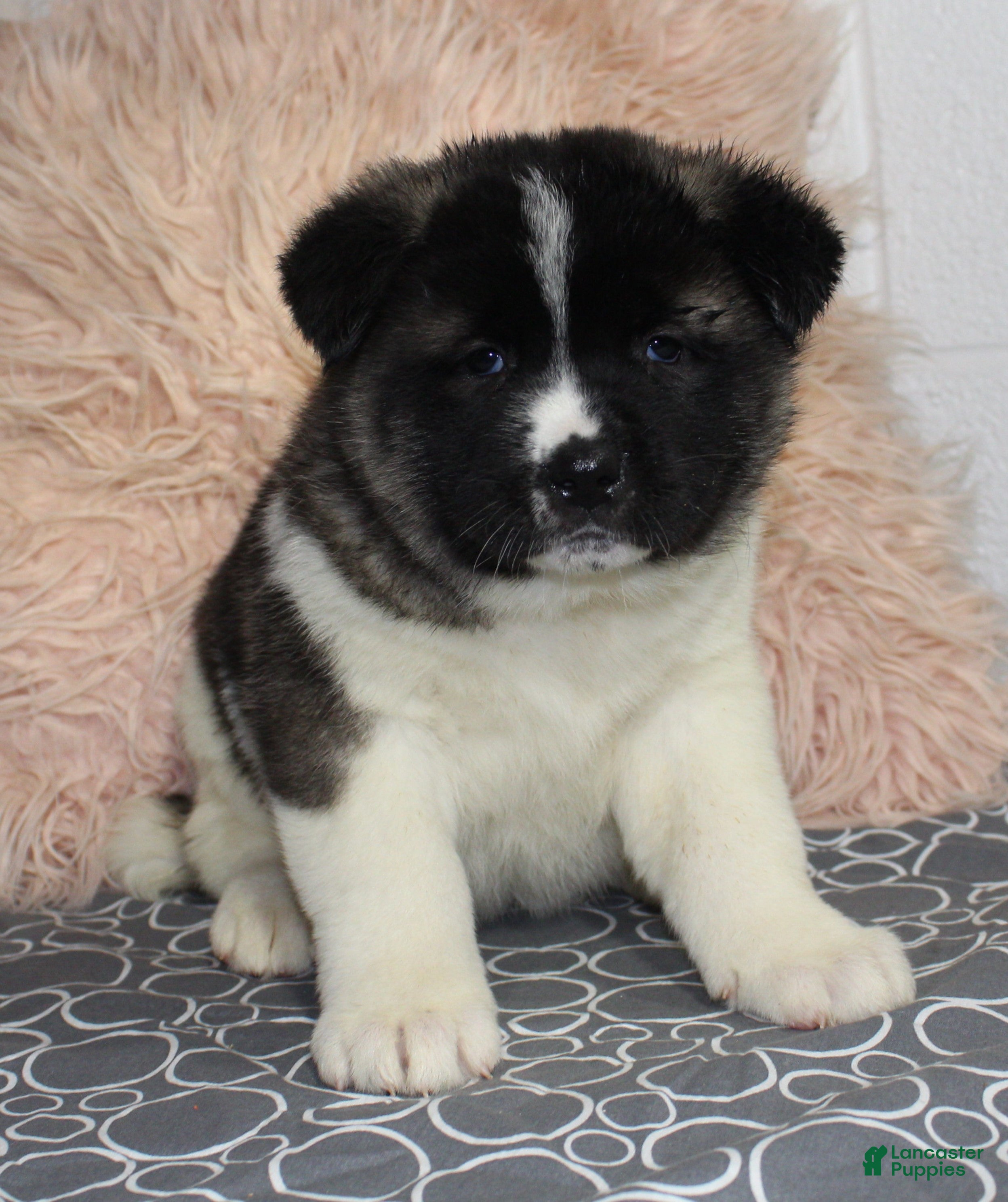 Akita dogs Dolley - Ad 2