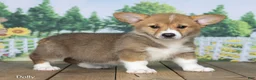 Welsh Corgi Pembroke dogs for sale: Dolly - Ad 3