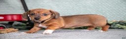 Miniature Dachshund dogs for sale: Becky - Ad 3