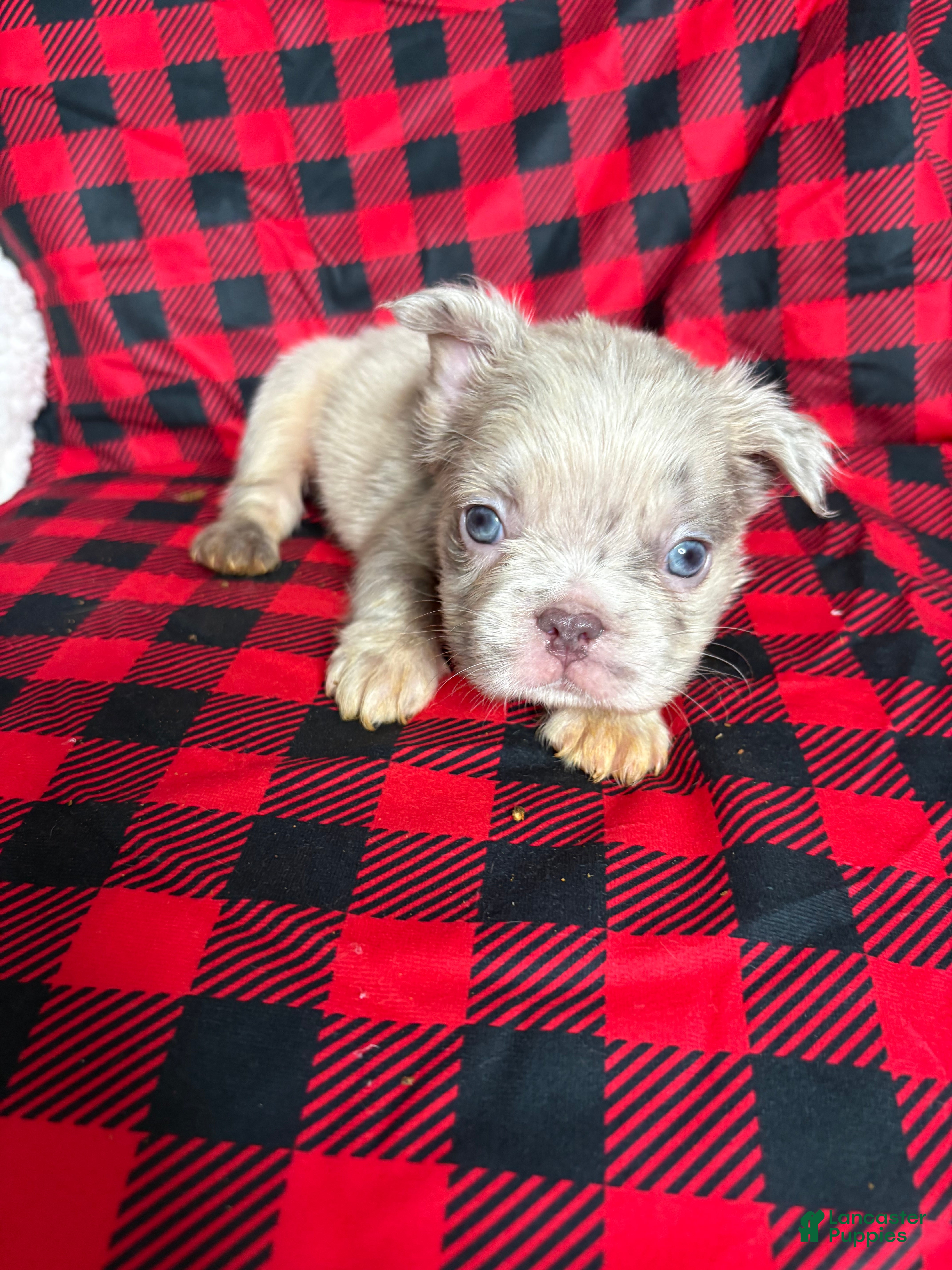 French Bulldog dogs Fatman - Ad 36