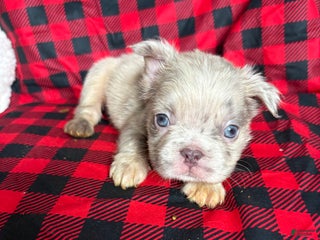 French Bulldog dogs Fatman - Ad 36