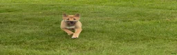 Shiba Inu dogs for sale: Jake - Ad 5