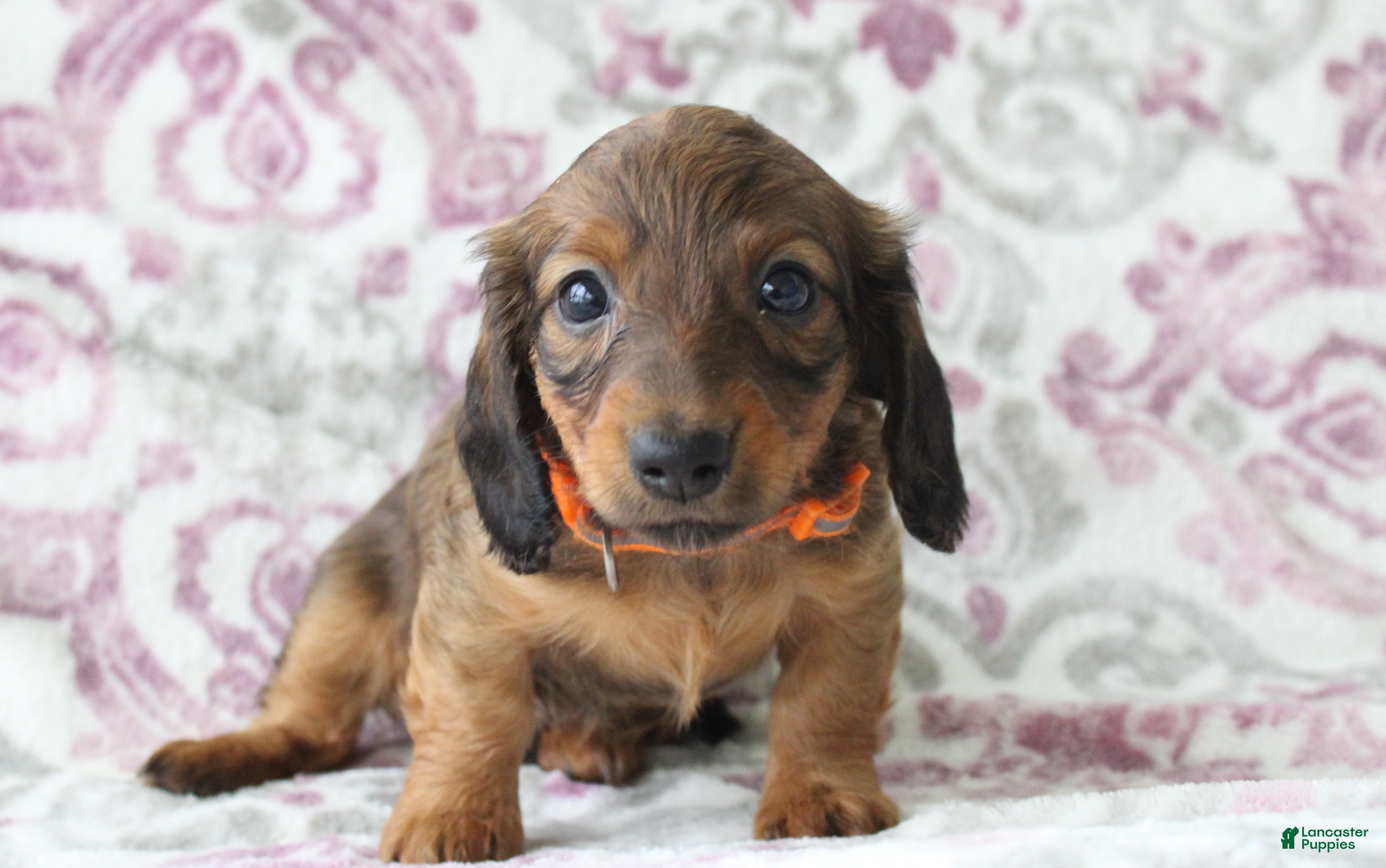 Miniature Dachshund dogs for sale: Cookie - Ad 2