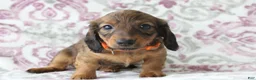 Miniature Dachshund dogs for sale: Cookie - Ad 1