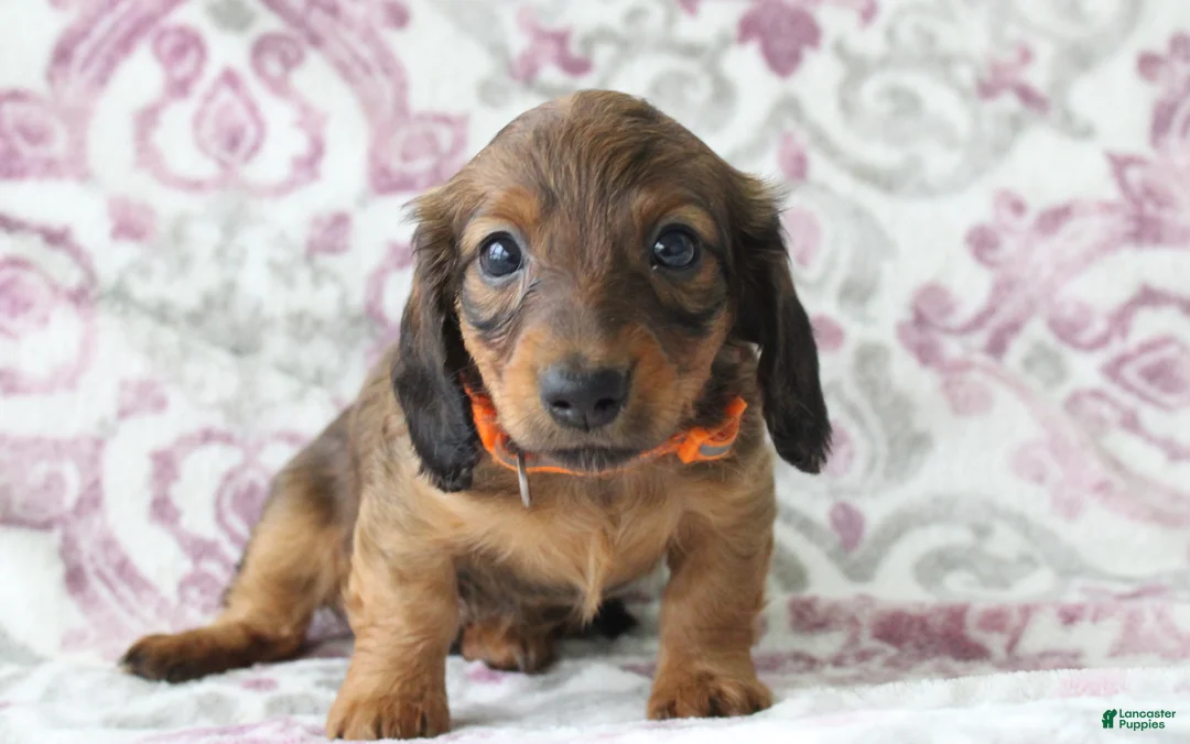 Miniature Dachshund dogs for sale: Cookie - Ad 1