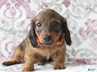 Miniature Dachshund dogs for sale: Cookie - Ad 2