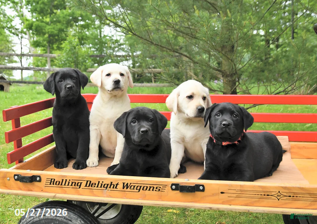 Labrador Retriever dogs for sale: Tinker - Ad 3