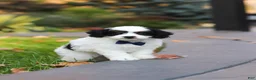 Cavapoo dogs for sale: Waylon - Ad 1