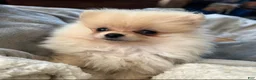 Pomeranian dogs for sale: Pomeranian 2 - Ad 3
